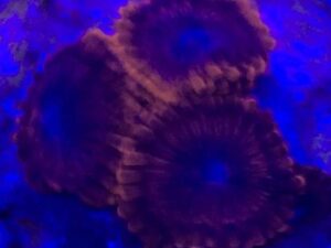 Blue Eyed Dragon Zoas