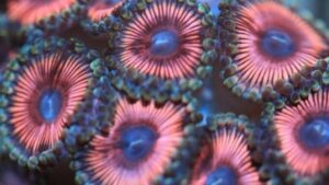 Blue Eyed Girl Zoas