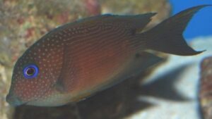 Blue Eyed Tang