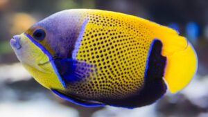 Blue Girdled Angelfish