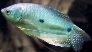 Blue Gourami