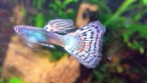 Blue Grass Guppy