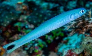 Blue Gudgeon Dartfish