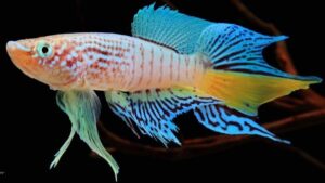 Blue Gularis Killifish