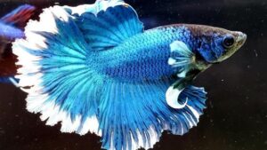 Blue Halfmoon Butterfly Betta