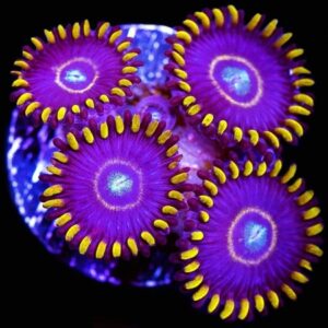 Blue Hornets Zoas