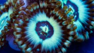 Blue Ice Zoas