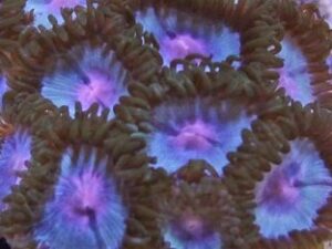 Blue Kisses Zoas
