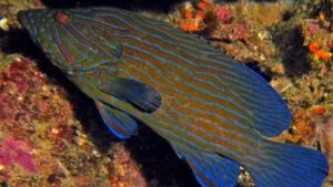 Blue Line Grouper