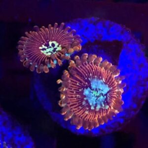 Blue Magicians Palys