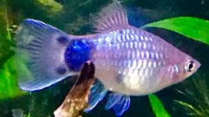 Blue Mickey Mouse Platy