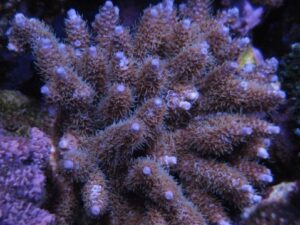Blue Millepora Acropora