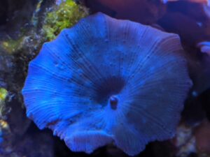 Blue Mushroom Actinodiscus