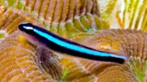 Blue Neon Goby