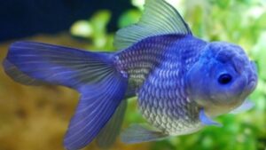 Blue Oranda Goldfish
