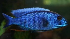 Blue Peacock Cichlid