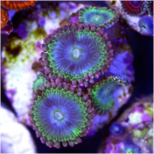 Blue Rhino Zoas