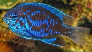 Blue Sapphire Damselfish