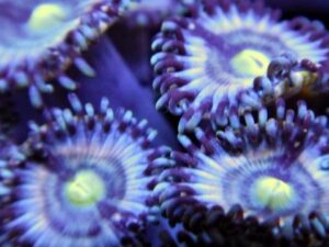 Blue Shuriken Zoas