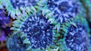 Blue Space Monsters Zoas