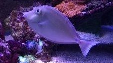Blue Spine Unicornfish