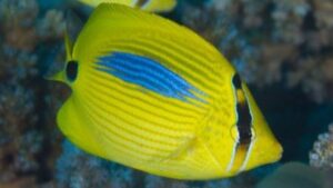 Blue Spot Butterflyfish