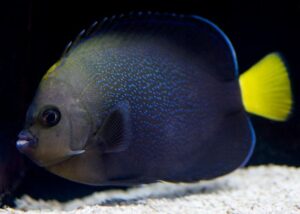 Blue Spotted Angelfish
