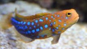 Blue Spotted Jawfish