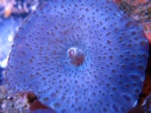 Blue Spot Mushroom Actinodiscus