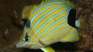 Blue Stripe Butterflyfish