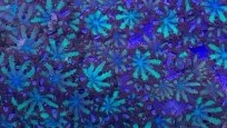Blue Sympodium Polyp