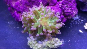 Blue Tip Frogspawn Euphyllia