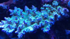 Blue Tip Tabling Acro