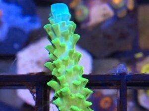 Blue Tip Acropora yongei