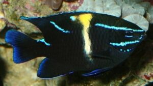 Blue Velvet Damselfish