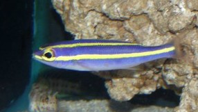 Blue Whiptail