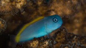 Blue and Gold Blenny