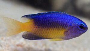 Blue and Gold Damselfish