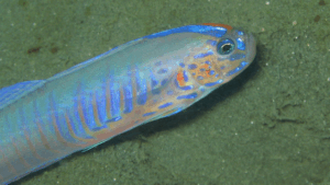 Blebarred Ribbon Goby