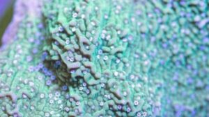 Blue Rimmed Green Capricornis