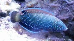 Bluespotted Wrasse