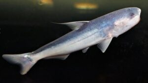 Blue whale catfish