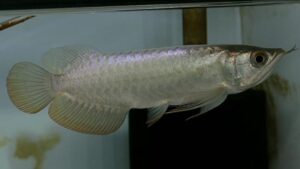 Bluebase Golden Crossback Arowana