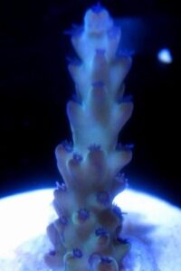 Blueberry Diesel Acropora
