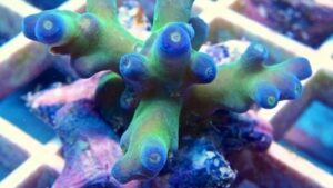 Blueberry Fantasy Acro