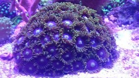 Blueberry Fields Forever Zoas