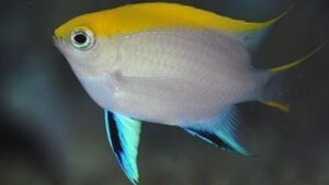 Bluefin Damselfish