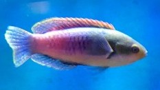 Bluehead Fairy Wrasse