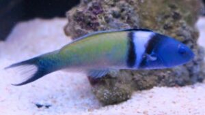 Bluehead Wrasse