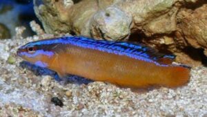 Bluelined Dottyback